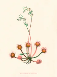 Rundblättriger Sonnentau, um 1891