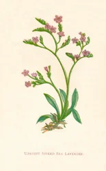 Aufrechter stacheliger Meerlavendel, ca. 1891