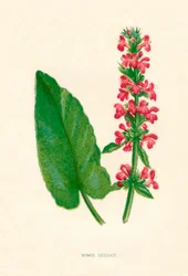 Betonie, ca. 1891