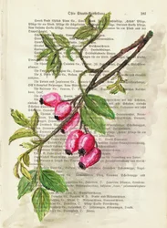 Zweig mit Hagebutten Aquarell Naturstudie