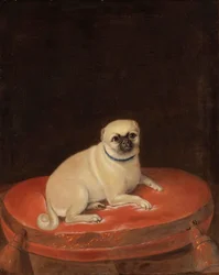 Mops