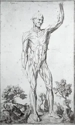 Anatomische Studie des menschlichen Muskelsystems