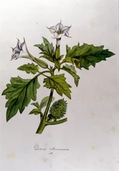 Botanische Tafel: Datura Stramonium. Gravur in 