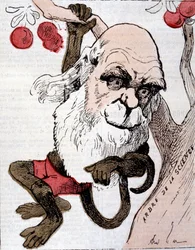 Karikatur von Charles Robert Darwin (1809 - 1882) in "La Lune"