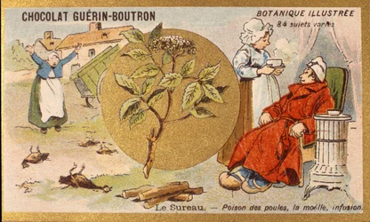 Holunder: Gift für Hühner, Mark, Aufguss. Gravur (Chromo). Werbechromolithographie für Guerin-Boutron-Schokoladen, späte 19. Jahrhundert. Illustrierte Botanische Serie