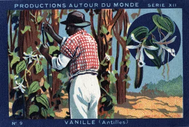 Produktionen rund um die Welt: Vanille in den Westindischen Inseln. Chromolithographie von 1933 in „Joseph-Milliat Album“