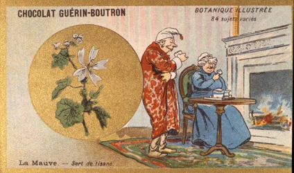 Veilchen als Kräutertee. Gravur (Chromo). Werbechromolithographie für Guerin-Boutron-Schokoladen, Ende des 19. Jahrhunderts. Illustrierte botanische Serie