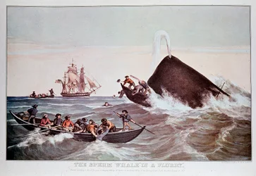 Pottwale im Strudel, kentern kleine Boote. Lithographie aus dem frühen 19. Jahrhundert Private Sammlung