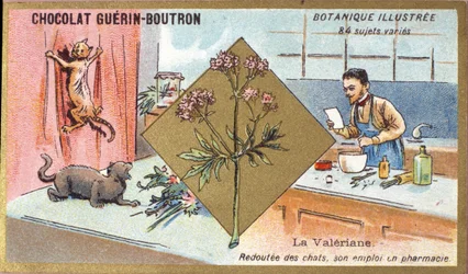 Valerian: Angst vor Katzen, seine Beschäftigung in der Pharmazie. Gravur (Chromo). Werbechromolithographie für Guerin-Boutron-Schokoladen, Ende des 19. Jahrhunderts. Illustree Botanische Serie