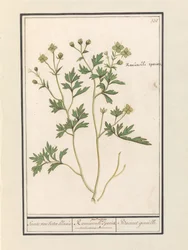 Butterblume (Ranunculus)