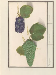 Weintraube (Vitis vinifera)