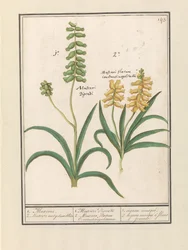 Traubenhyazinthe (Muscari)