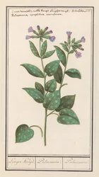 Geflecktes Lungenkraut (Pulmonaria officinalis)