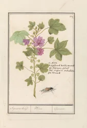 Große Käsepappel (Malva sylvestris)