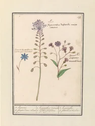 Hyazinthe (Muscari comosum) und Kornblume (Centaurie)
