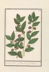 Olive (Olea europaea) Laurierbaum. / Bacca Laurus. / Laurier (Titel auf Objekt)