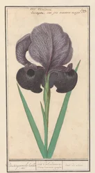 Trauer-Iris (Iris susiana)