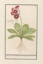 Schlüsselblume (Primula) Roode Beeren oore. / Auricula ursi rubra. / Auricule rouge