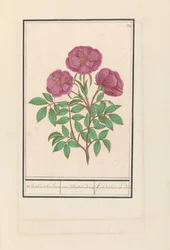 Wilde Rose (Rosa)
