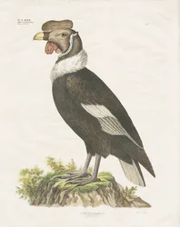 Andenkondor
