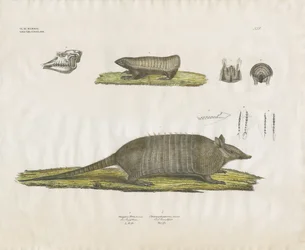 Gürteltiere mit Schädel- und Zahnstrukturen