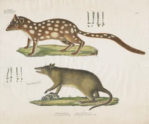 Australische Beuteltiere mit anatomischen Details