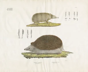 Igel und Tenrek mit anatomischen Details