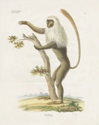 Silberner Lutung auf einem Baum