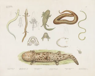 Verschiedene Amphibien und anatomische Studien