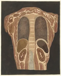 Anatomische Studie der Organe im Brustkorb, von hinten gesehen