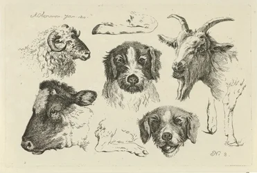 Tierköpfe und -beine (Serientitel: Studien von Kühen, Schafen und Ziegen)