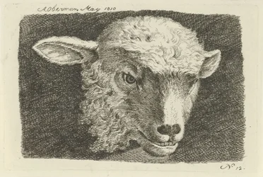 Kopf eines Lamms