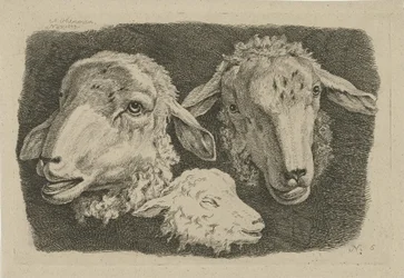 Zwei Schafsköpfe und ein Kopf eines Lamms (Studien von Kühen, Schafen und Ziegen)