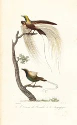 Großer Paradiesvogel und prächtiger Paradiesvogel