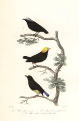 Manakin-Arten