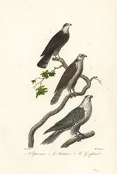Sperber, Habicht und Gerfalke