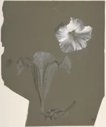Studie von zwei weißen Lilien