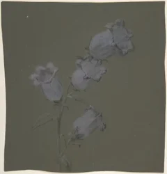 Spray von Canterbury Bells