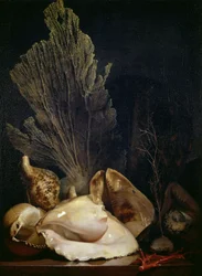 Stillleben mit Muscheln und Korallen