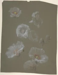 Weiße Stockrosen