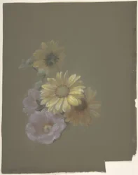 Gelbe Gänseblümchen und Rosa Wildrose