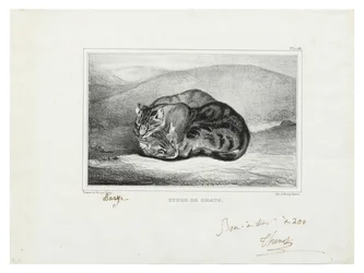 Studie von Katzen