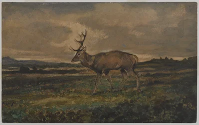 Hirsch gehend