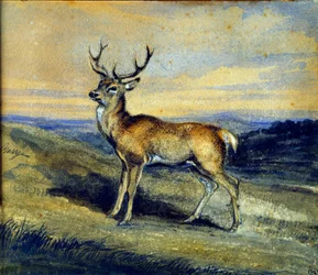 Der Hirsch