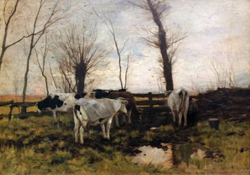 Kühe auf der Weide