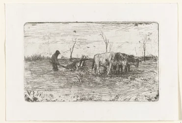 Pflügende Ochsen