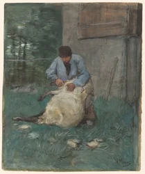 Schafschur