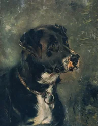 Kopf eines Fleischerhundes