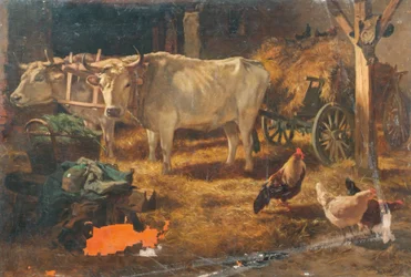 Ochsen im Stall
