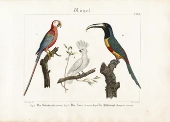 Kakadu, Ara und Tukan